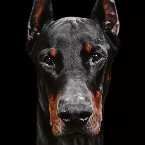 Free play online Doberman Wallpaper APK Free play online Doberman Wallpaper APK
