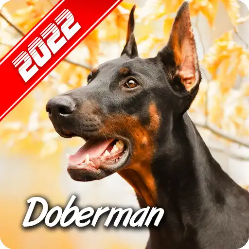 Play Doberman wallpaper APK