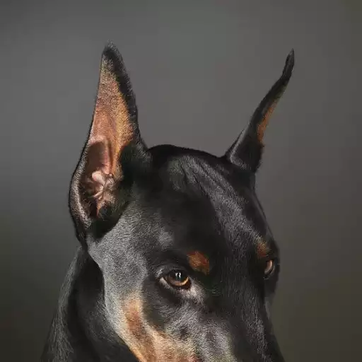 Play Doberman Wallpaper