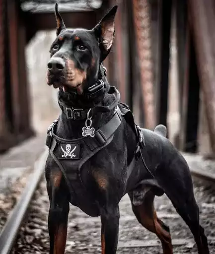 Play Doberman Wallpaper