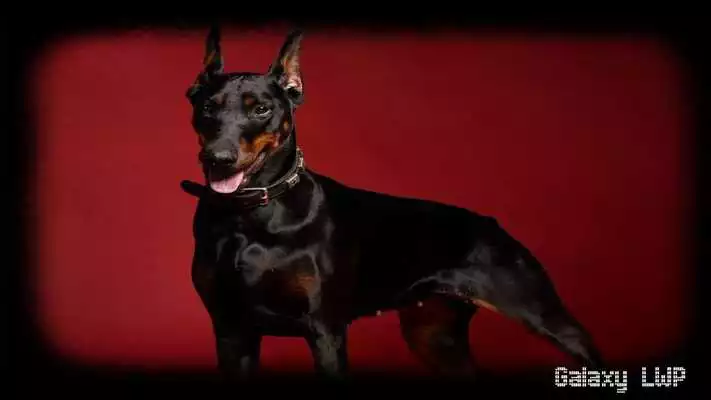 Play Doberman Wallpaper