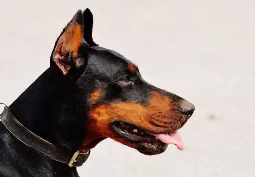 Play Doberman Wallpapers