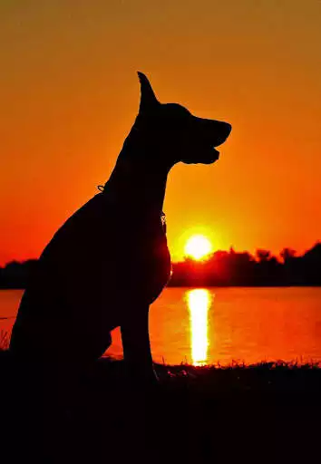 Play Doberman Wallpapers