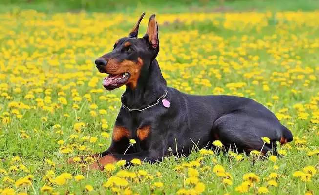 Play Doberman Wallpapers