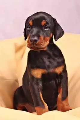 Play Doberman Wallpapers