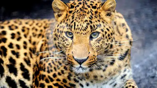 Play Documentaires Animaux Gratuit en ligne and enjoy Documentaires Animaux Gratuit en ligne with UptoPlay Play Documentaires Animaux Gratuit en ligne and enjoy Documentaires Animaux Gratuit en ligne with UptoPlay