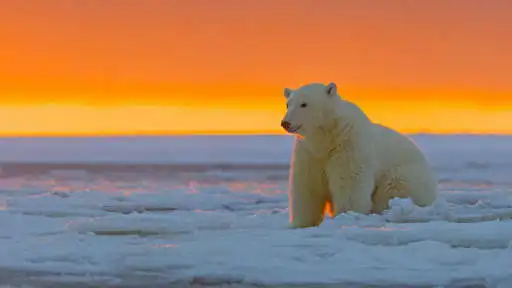 Play Documentaires Animaux Gratuit en ligne as an online game online Documentaires Animaux Gratuit en ligne with UptoPlay com.andromo.dev788265.app909723 Play Documentaires Animaux Gratuit en ligne as an online game Documentaires Animaux Gratuit en ligne with UptoPlay