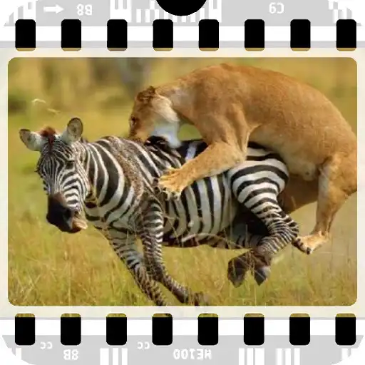 Play Documentaries wild animals APK Play Documentaries wild animals APK