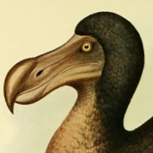 Play Dododo APK Play Dododo APK