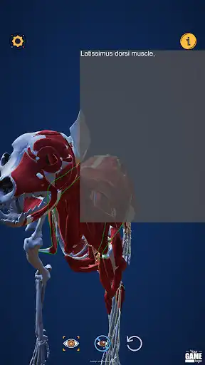Play Dog Anatomy Free as an online game Dog Anatomy Free with UptoPlay