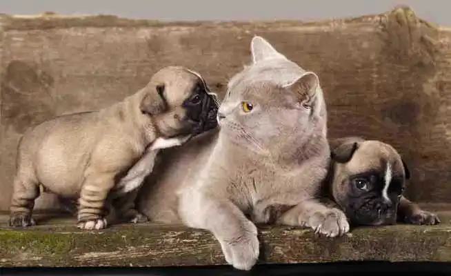 Play Dog And Cat Wallpapers