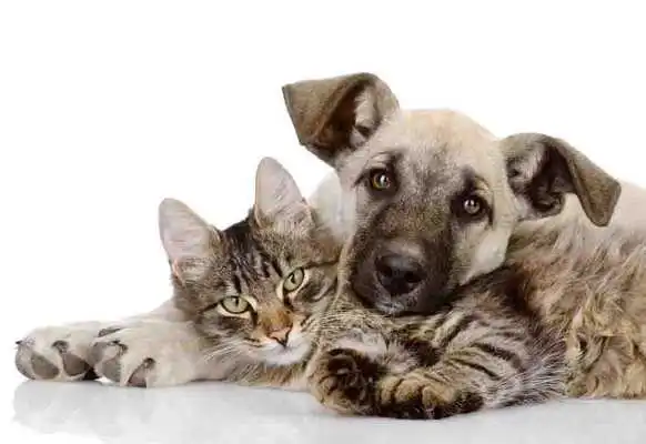 Play Dog And Cat Wallpapers