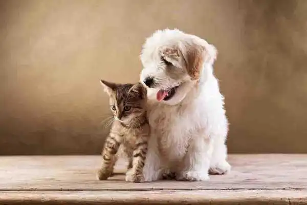 Play Dog And Cat Wallpapers
