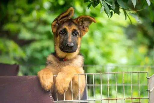 Play dog and puppies wallpaper  and enjoy dog and puppies wallpaper with UptoPlay