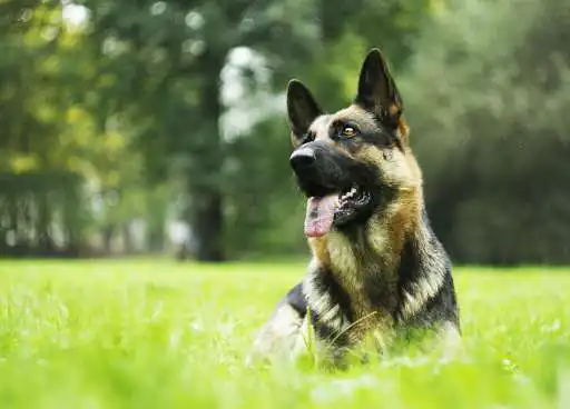 Play dog and puppies wallpaper as an online game dog and puppies wallpaper with UptoPlay