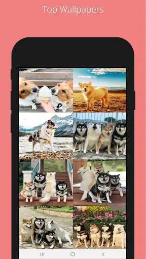 Play Dog and Puppies WallPapers  and enjoy Dog and Puppies WallPapers with UptoPlay
