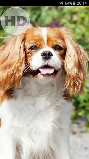 Play Dog and Puppy Wallpaper  and enjoy Dog and Puppy Wallpaper with UptoPlay