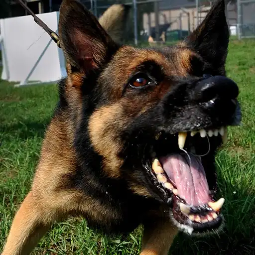 Play Dog barking soundboard APK