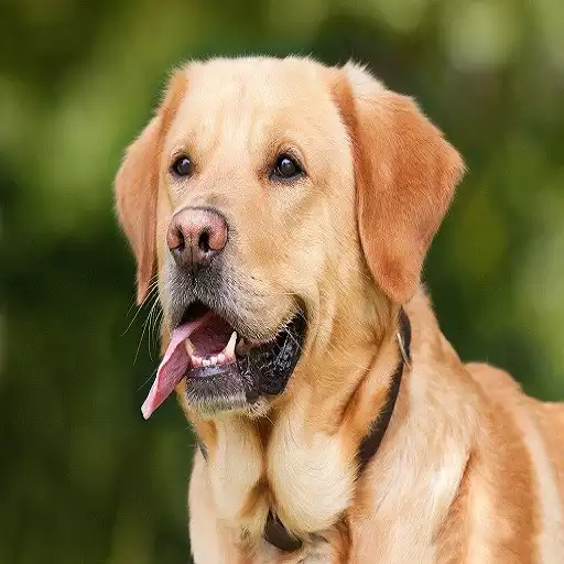 Free play online Dog Barking Sounds APK Free play online Dog Barking Sounds APK