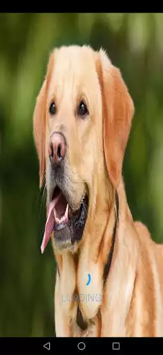 Play Dog Barking Sounds