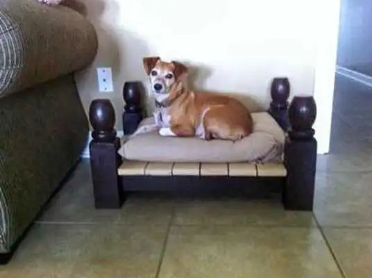 Play Dog Bed Design Ideas