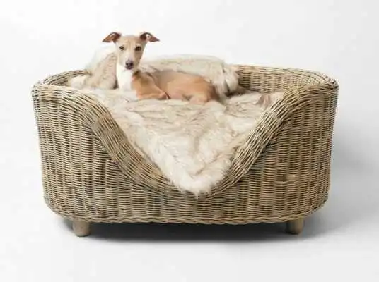 Play Dog Beds Wallpaper