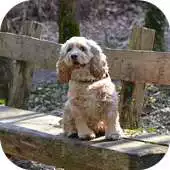 Free play online DogBG: The Dog Wallpapers APK