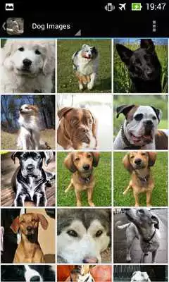 Play DogBG: The Dog Wallpapers