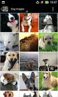 Play DogBG: The Dog Wallpapers
