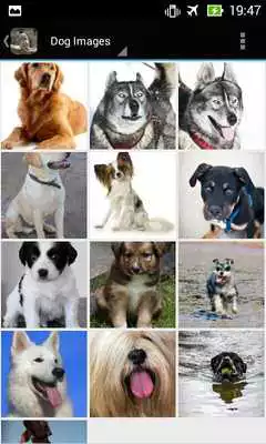 Play DogBG: The Dog Wallpapers