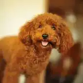 Free play online Dog Breed 2 APK