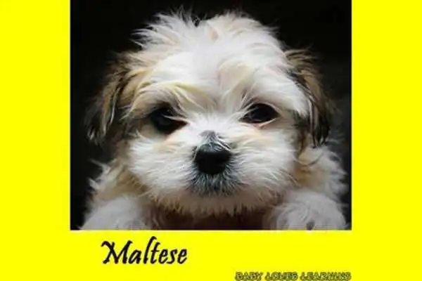 Play Dog Breed 2 Play Dog Breed 2