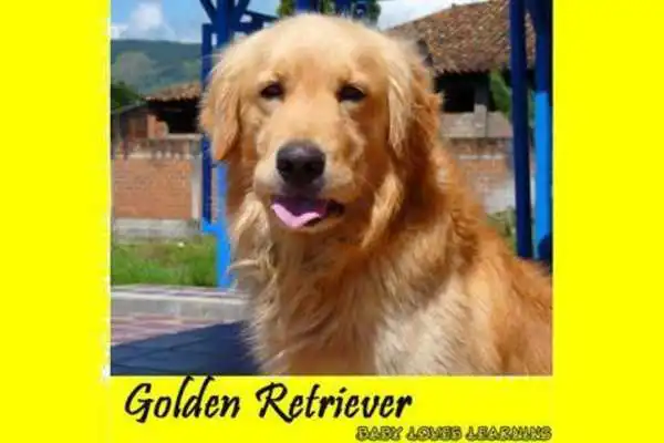 Play Dog Breed 2 Play Dog Breed 2