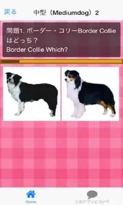Play Dog breedQuiz