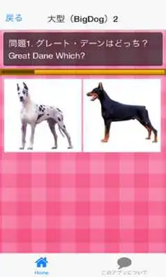 Play Dog breedQuiz