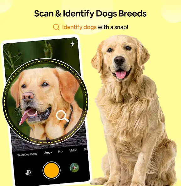 Play Dog Breed Scanner– Dog Breed I  and enjoy Dog Breed Scanner– Dog Breed I with UptoPlay