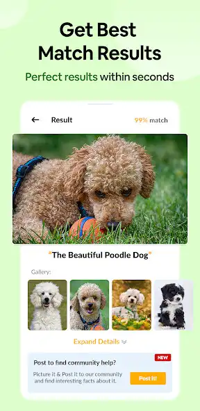 Play Dog Breed Scanner– Dog Breed I as an online game Dog Breed Scanner– Dog Breed I with UptoPlay