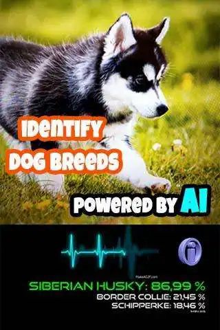 Play Dog Breed Scanner as an online game Dog Breed Scanner with UptoPlay