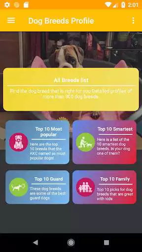 Play Dog Breeds Profile