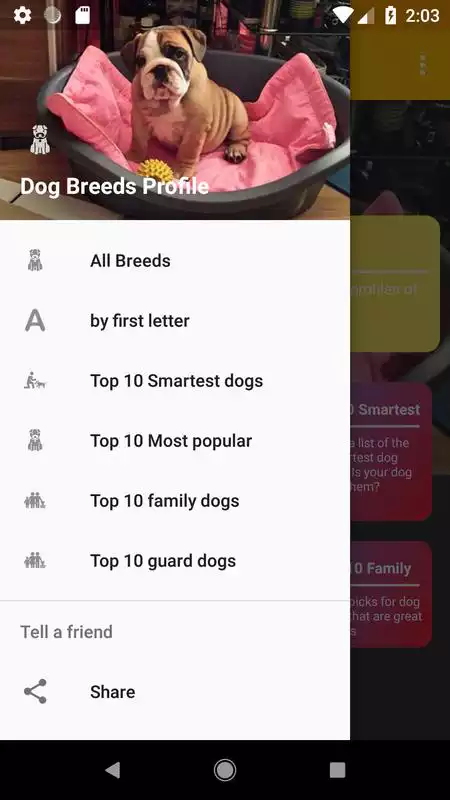 Play Dog Breeds Profile