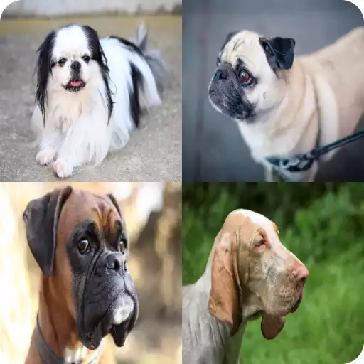 Play dog breeds quiz APK Play dog breeds quiz APK