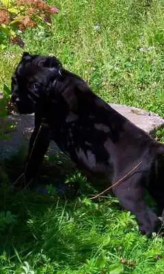 Play Dog Carefree Wallpaper