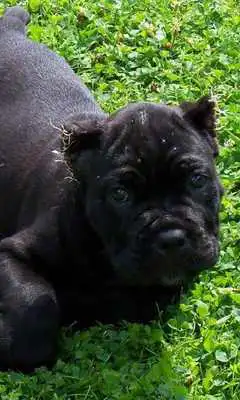 Play Dog Carefree Wallpaper