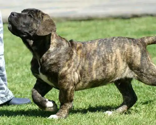 Play Dog Carefree Wallpaper