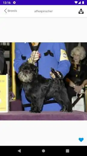 Play DogCeoApiApp as an online game DogCeoApiApp with UptoPlay