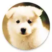 Free play online Dog Chat APK Free play online Dog Chat APK