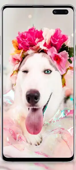 Play Dog cute wallpapers as an online game Dog cute wallpapers with UptoPlay