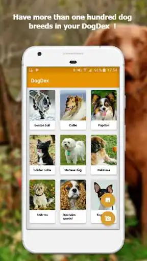 Play DogDex - Automatic dog breed recognition  and enjoy DogDex - Automatic dog breed recognition with UptoPlay