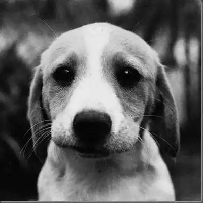Play Dog Finder - Find A Puppy Beta