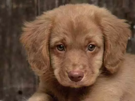 Play Dog Finder - Find A Puppy Beta